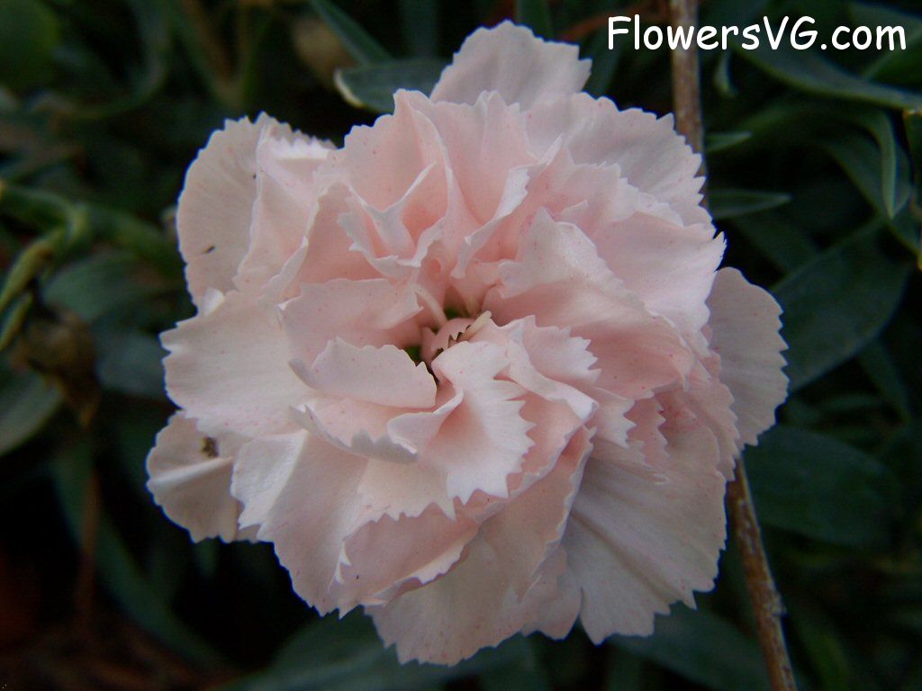 carnation flower Photo flowers_pics_3525.jpg