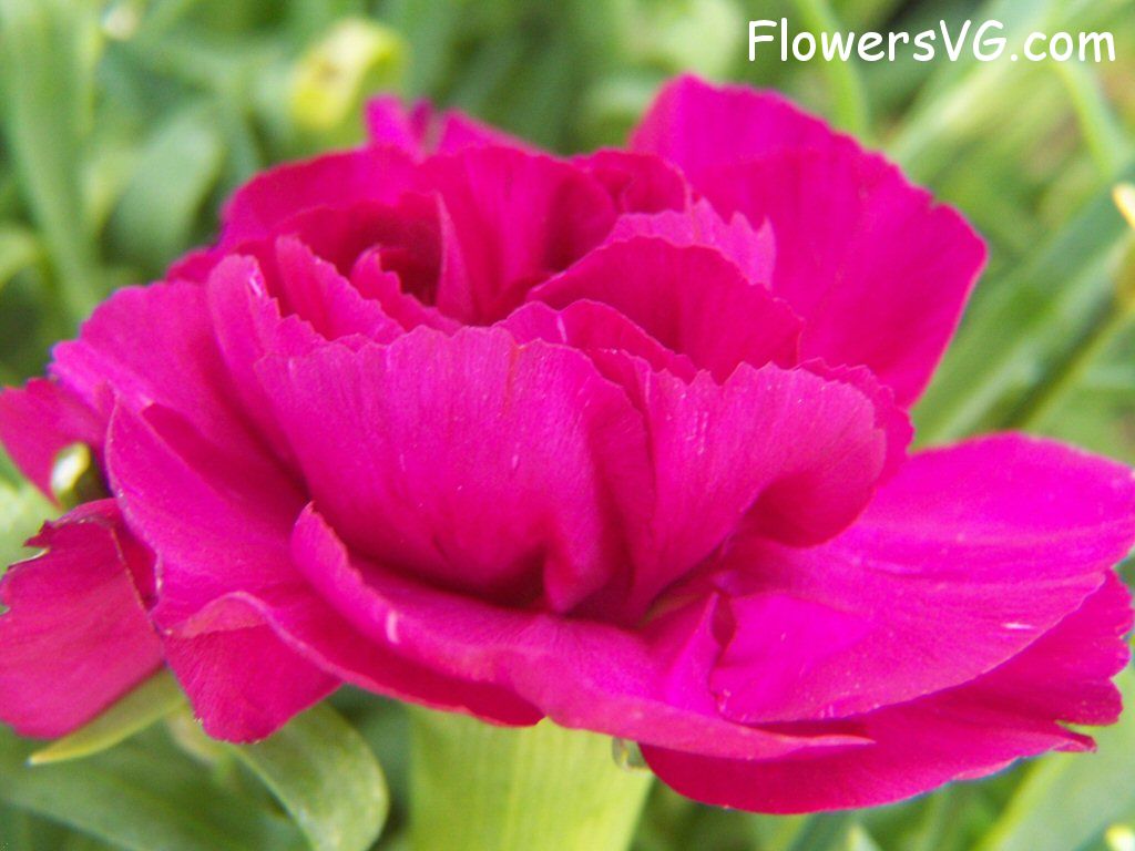 carnation flower Photo flowers_pics_3658.jpg