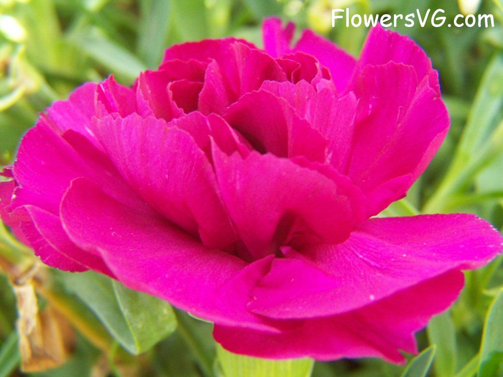 carnation flower Photo flowers_pics_3659.jpg