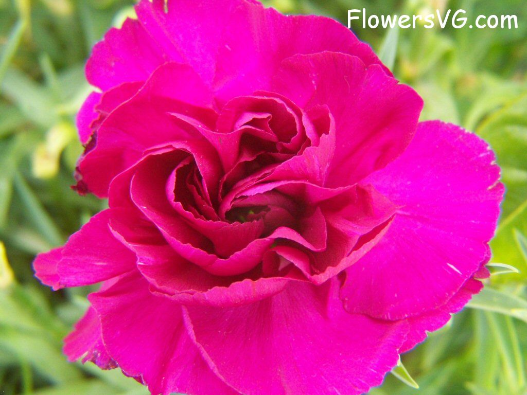 carnation flower Photo flowers_pics_3663.jpg