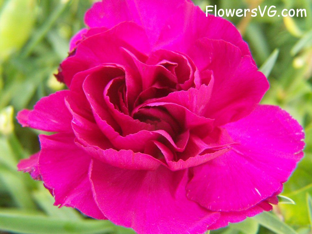 carnation flower Photo flowers_pics_3664.jpg