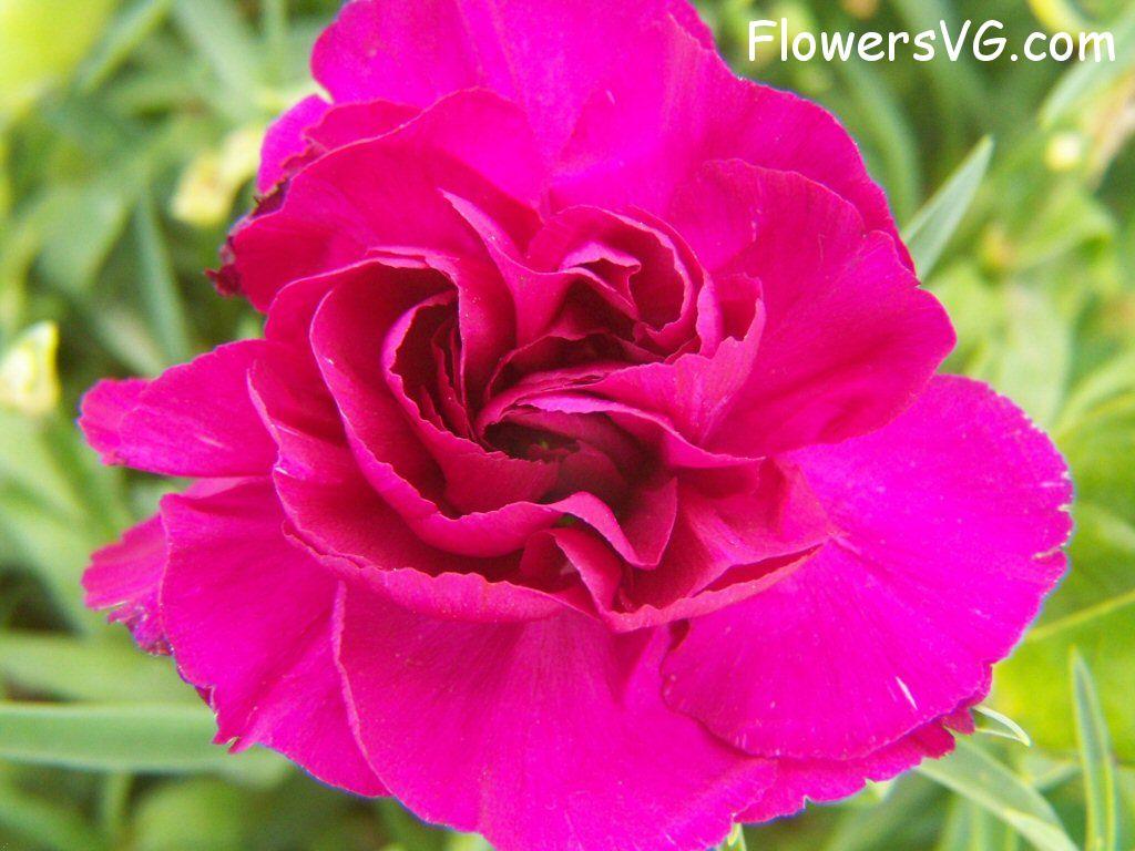 carnation flower Photo flowers_pics_3665.jpg
