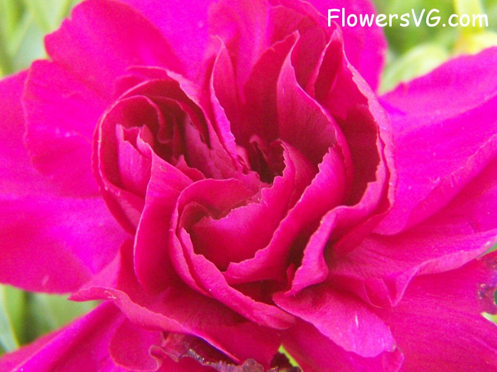 carnation flower Photo flowers_pics_3684.jpg
