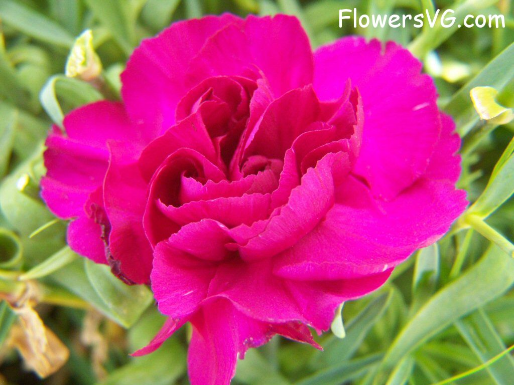 carnation flower Photo flowers_pics_3688.jpg