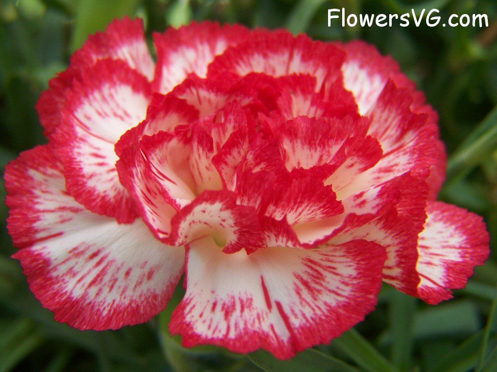 carnation flower Photo flowers_pics_3691.jpg