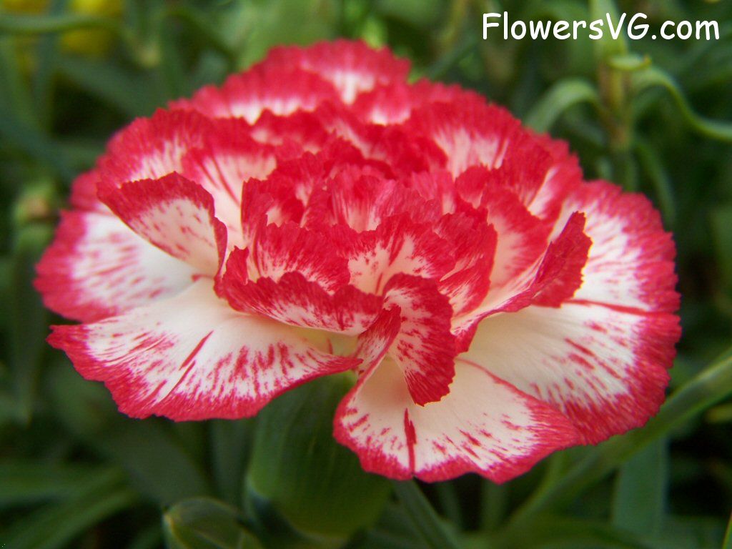 carnation flower Photo flowers_pics_3692.jpg