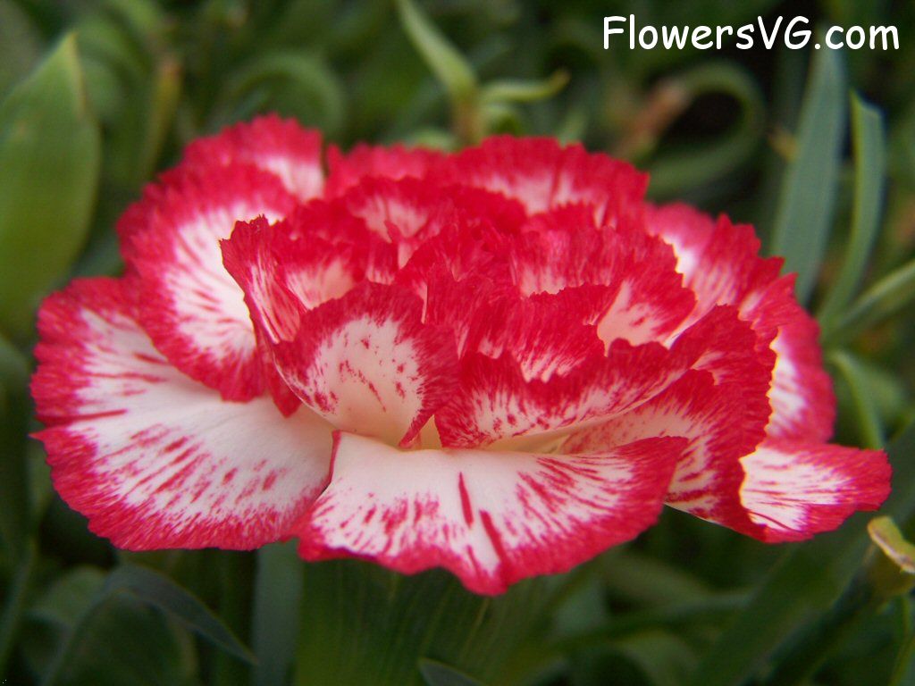 carnation flower Photo flowers_pics_3693.jpg
