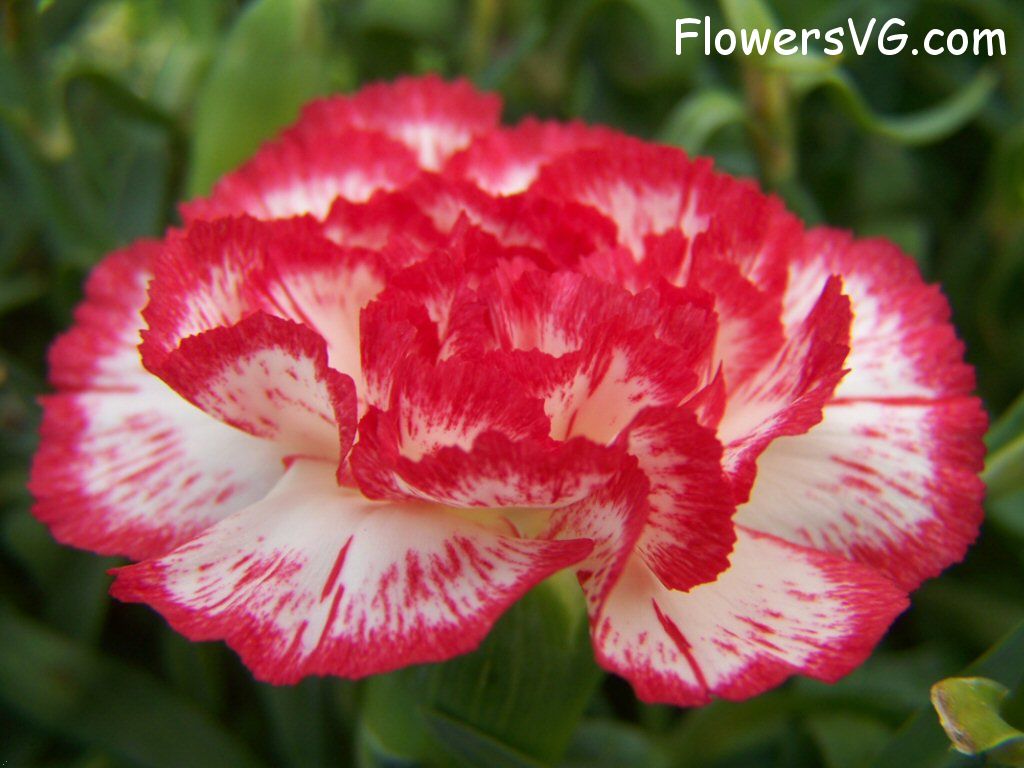 carnation flower Photo flowers_pics_3694.jpg