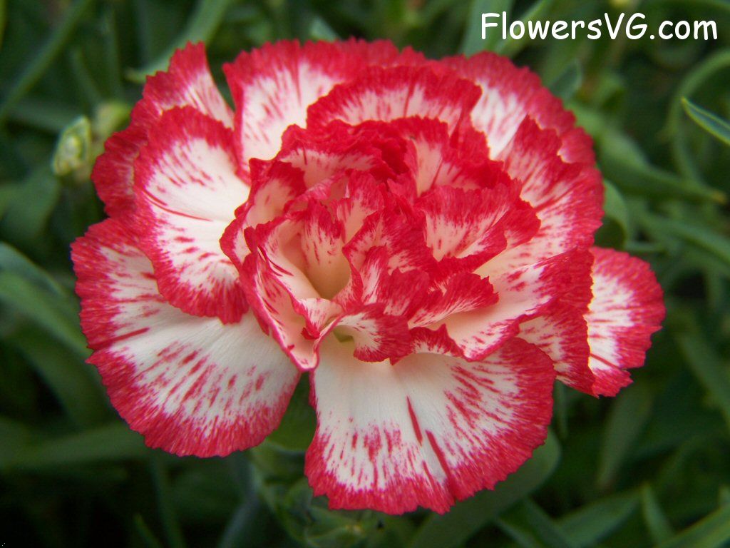 carnation flower Photo flowers_pics_3698.jpg