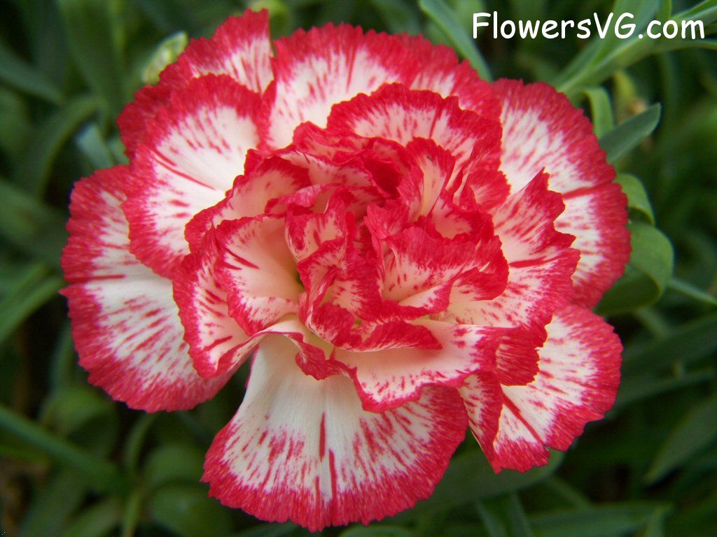 carnation flower Photo flowers_pics_3700.jpg