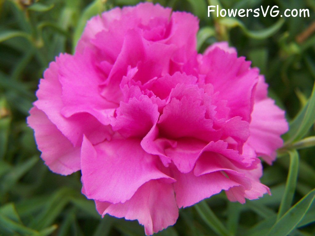 carnation flower Photo flowers_pics_3706.jpg
