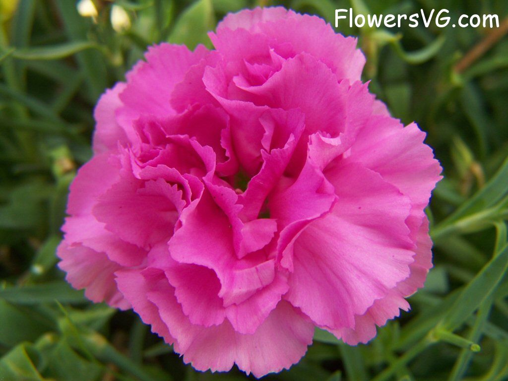 carnation flower Photo flowers_pics_3713.jpg