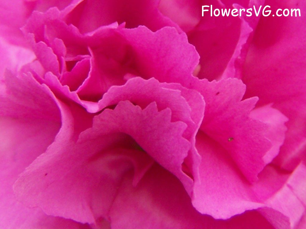 carnation flower Photo flowers_pics_3715.jpg