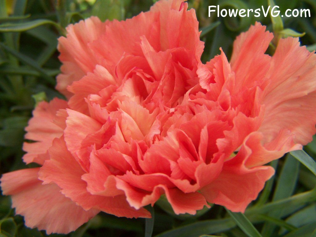 carnation flower Photo flowers_pics_3724.jpg