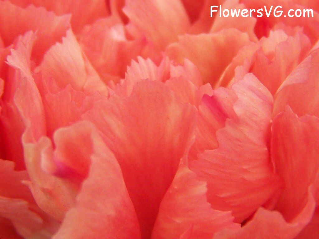 carnation flower Photo flowers_pics_3728.jpg