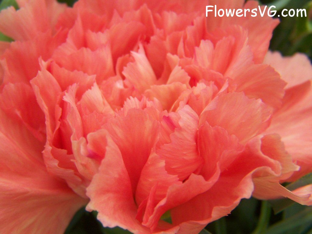 carnation flower Photo flowers_pics_3730.jpg