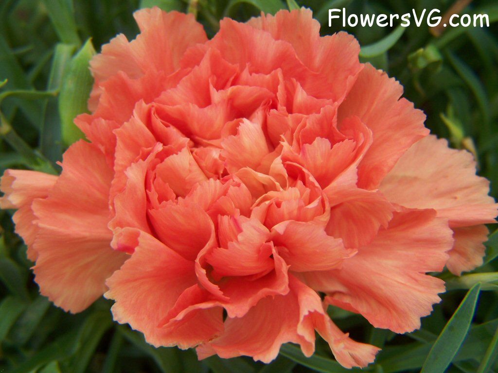 carnation flower Photo flowers_pics_3732.jpg