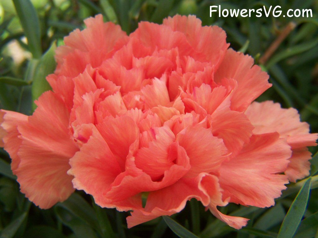 carnation flower Photo flowers_pics_3733.jpg