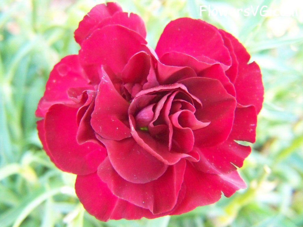 carnation flower Photo flowers_pics_3848.jpg