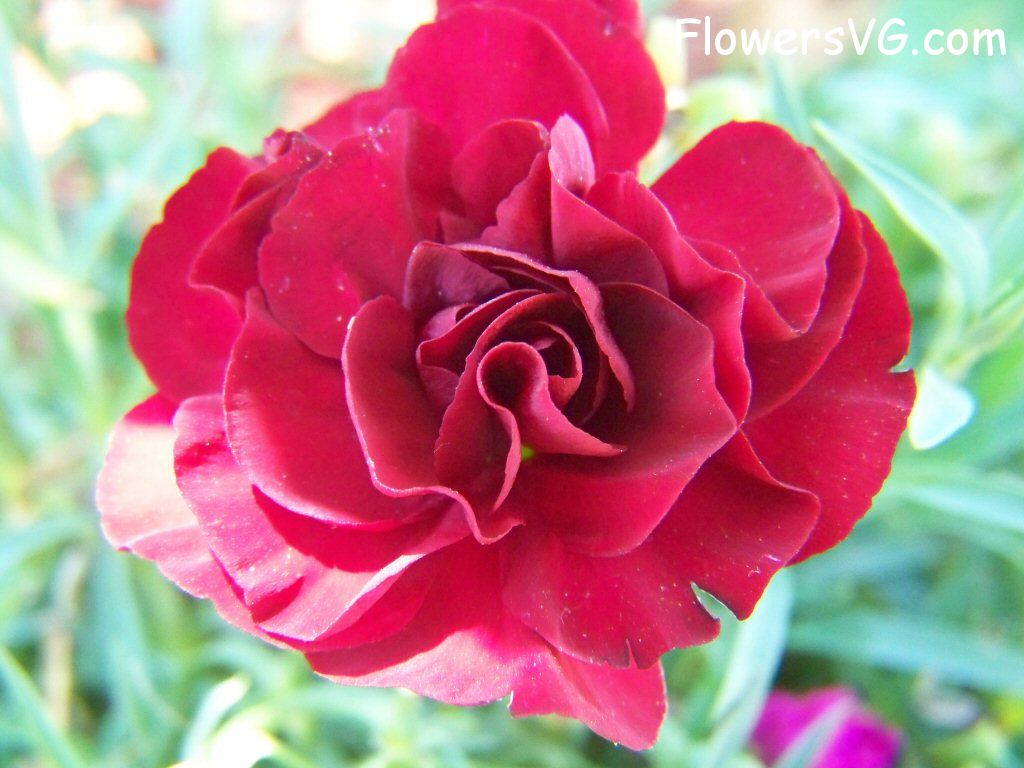 carnation flower Photo flowers_pics_3850.jpg