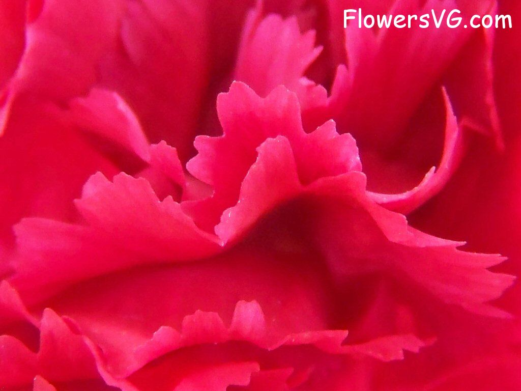carnation flower Photo flowers_pics_3854.jpg