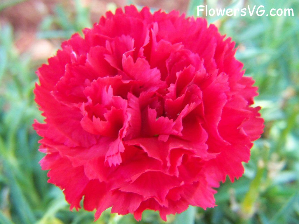 carnation flower Photo flowers_pics_3857.jpg