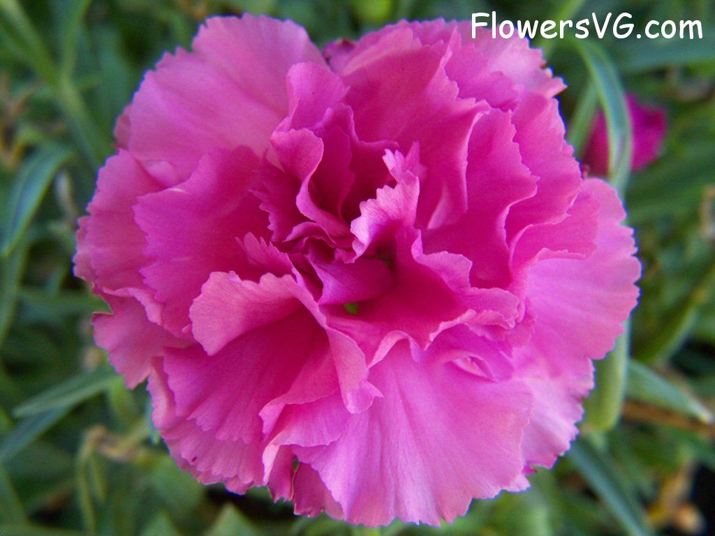 carnation flower Photo flowers_pics_3866.jpg