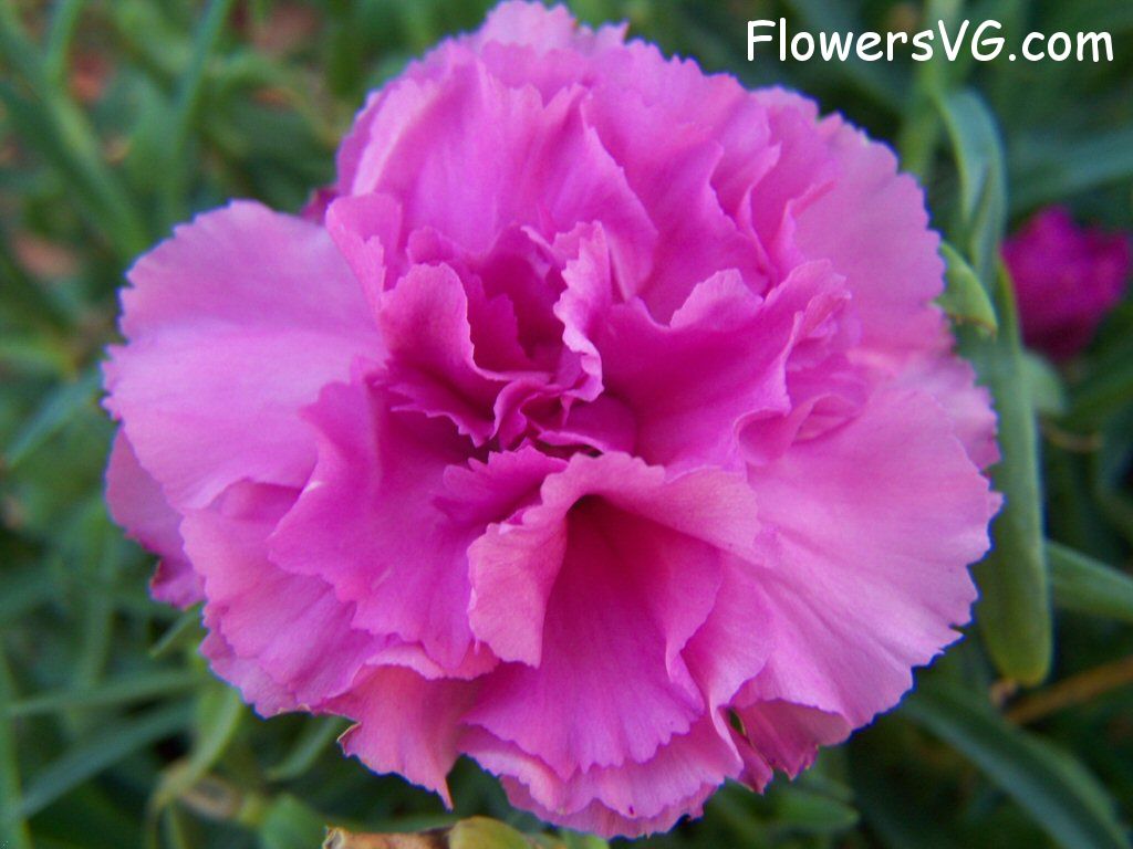 carnation flower Photo flowers_pics_3870.jpg