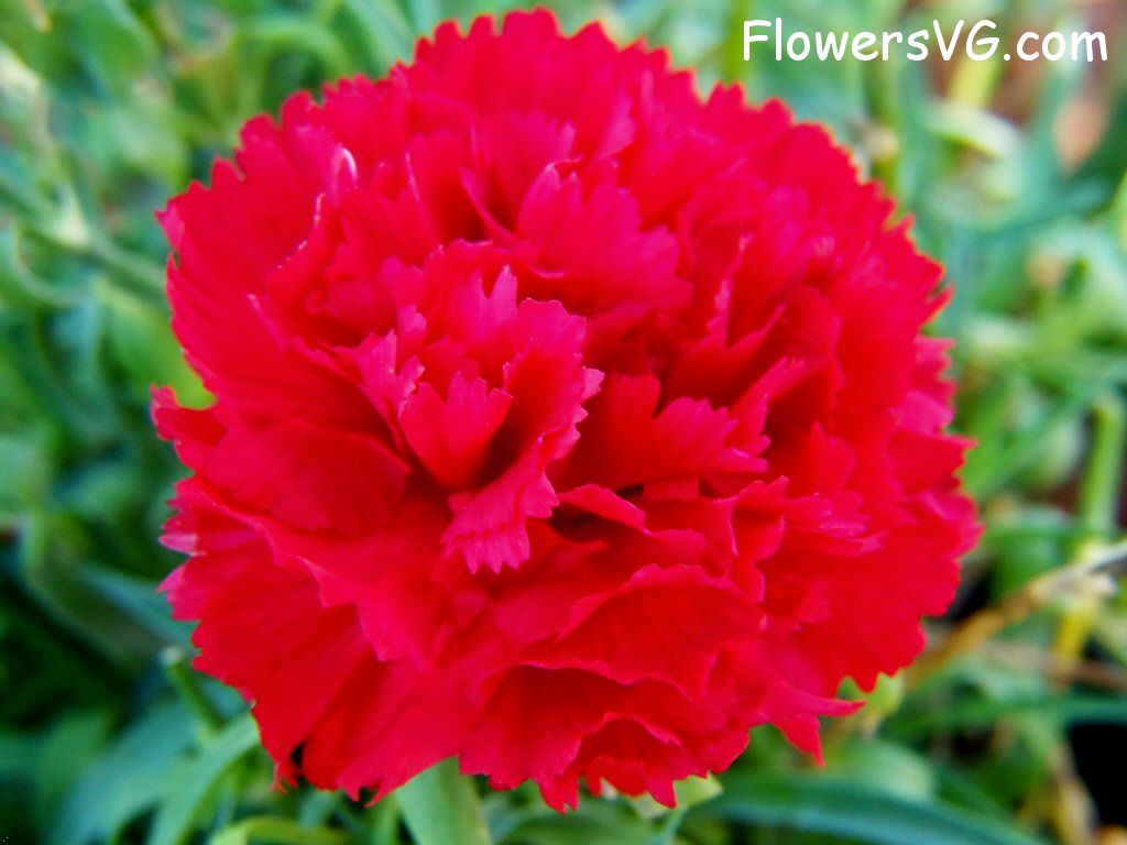 carnation flower Photo flowers_pics_3878.jpg
