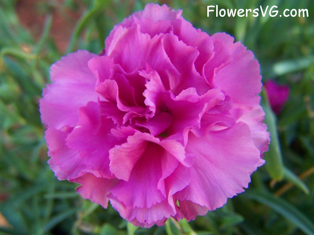 carnation flower Photo flowers_pics_3895.jpg