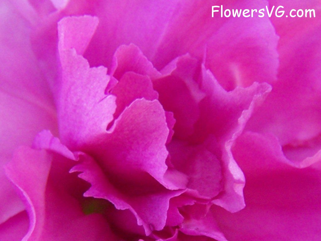 carnation flower Photo flowers_pics_3897.jpg