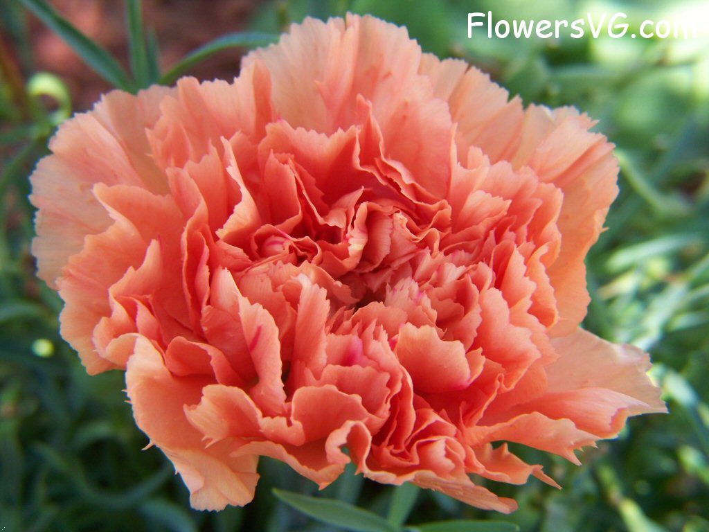 carnation flower Photo flowers_pics_3906.jpg