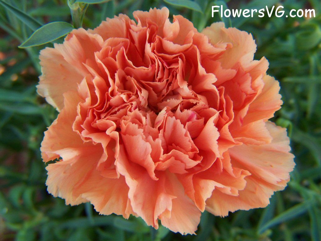 carnation flower Photo flowers_pics_3908.jpg