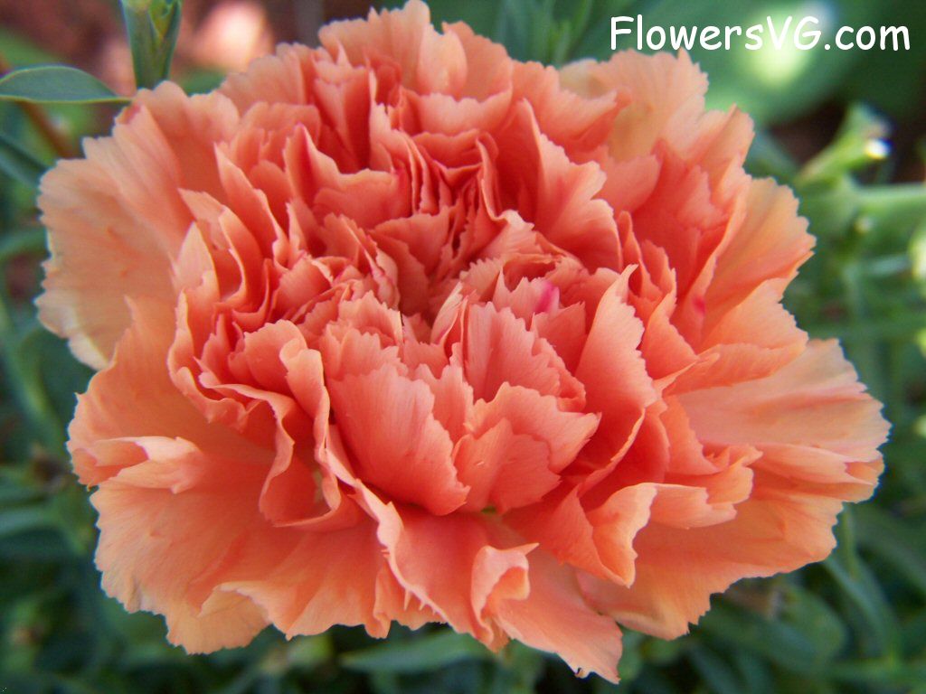 carnation flower Photo flowers_pics_3909.jpg