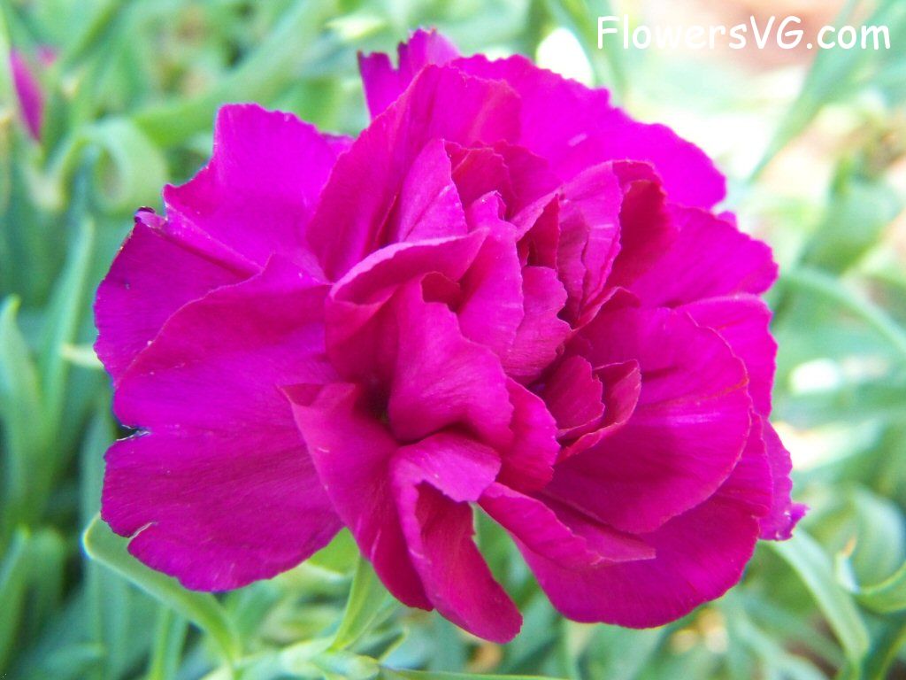 carnation flower Photo flowers_pics_3924.jpg