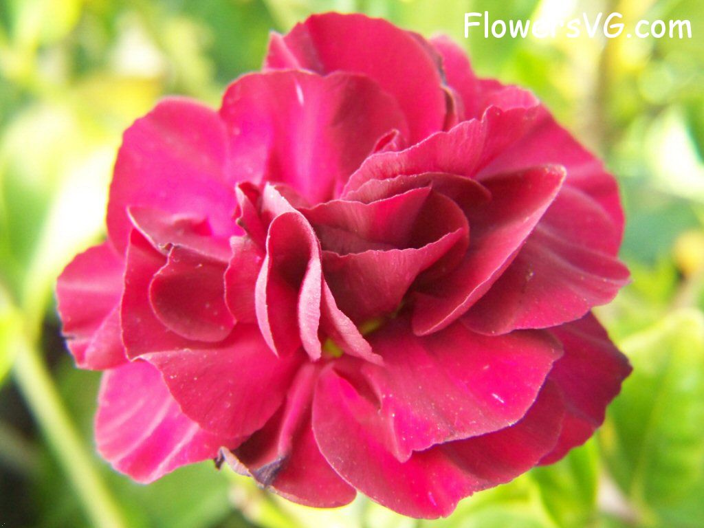 carnation flower Photo flowers_pics_4200.jpg