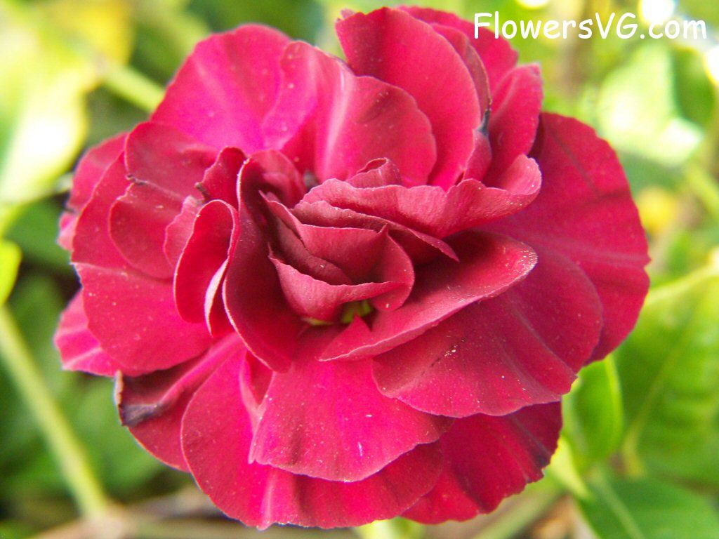 carnation flower Photo flowers_pics_4202.jpg