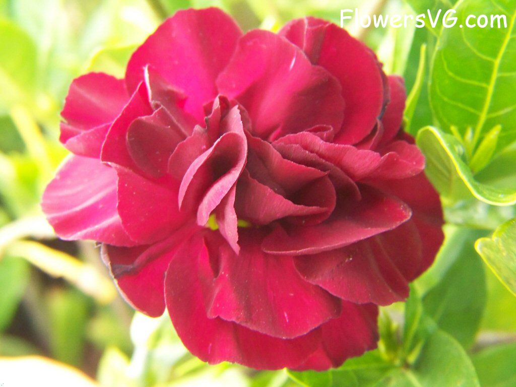 carnation flower Photo flowers_pics_4205.jpg