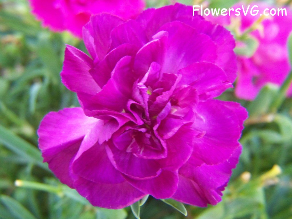 carnation flower Photo flowers_pics_4208.jpg