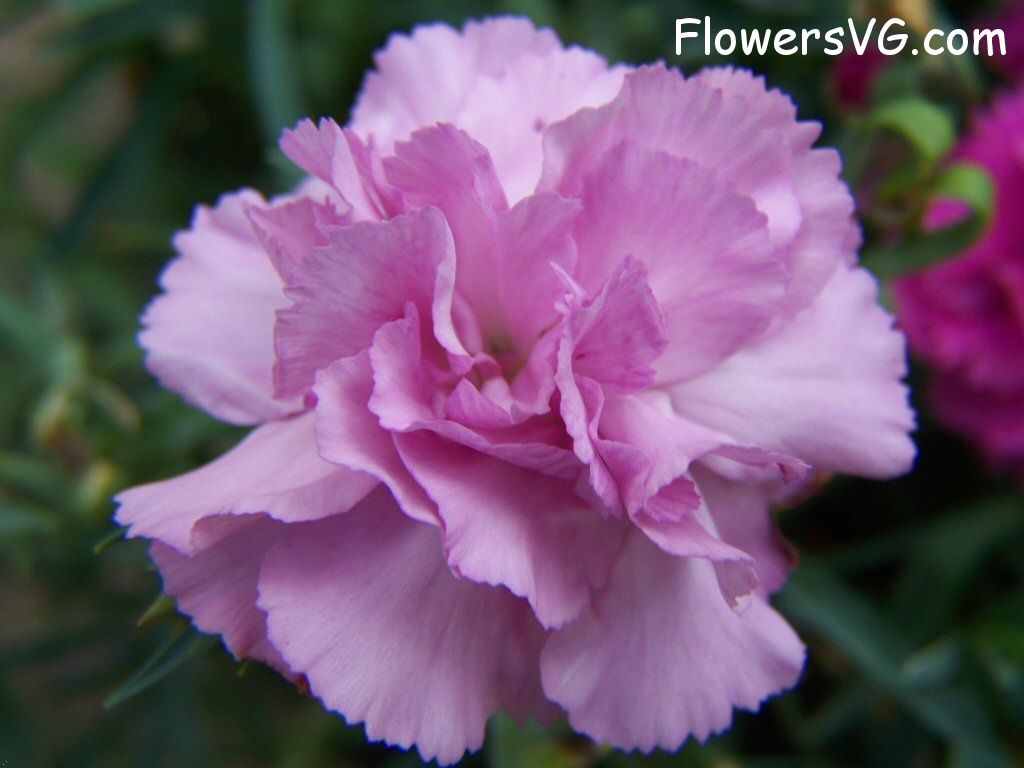 carnation flower Photo flowers_pics_4439.jpg