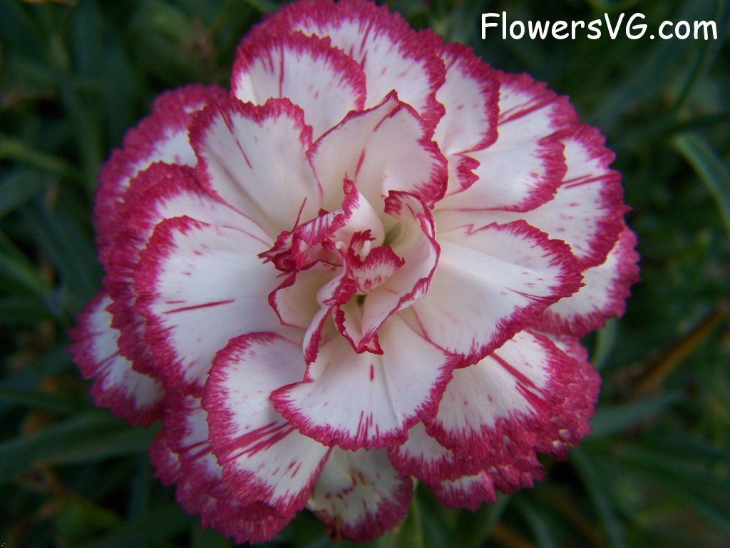 carnation flower Photo flowers_pics_4455.jpg