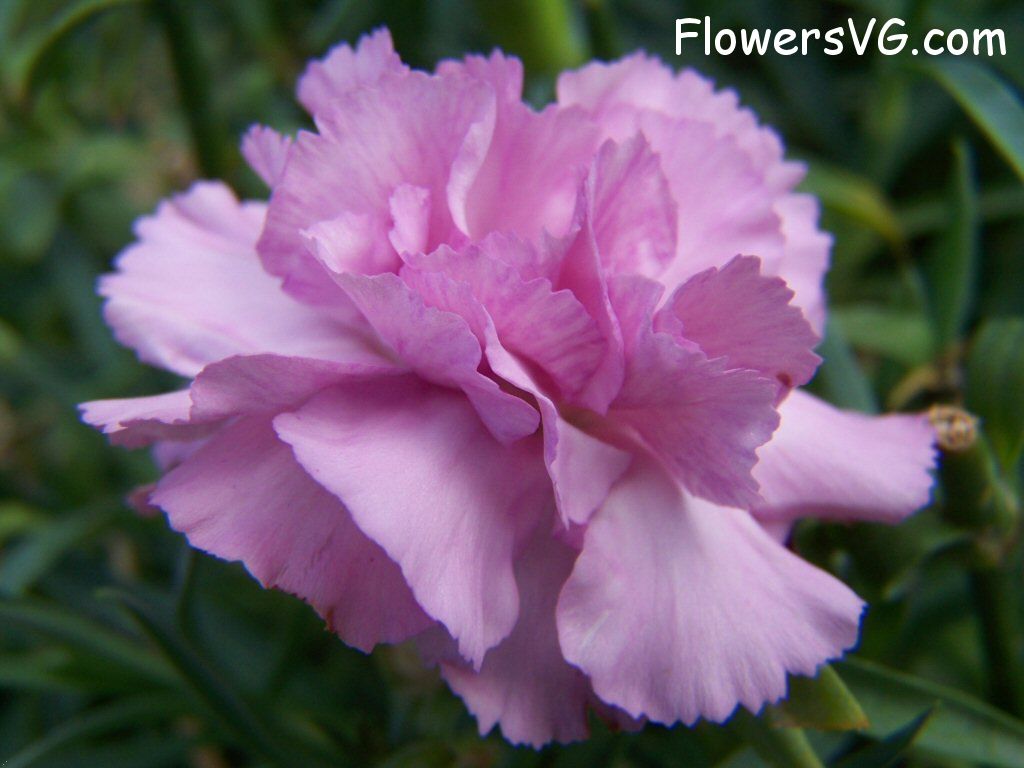 carnation flower Photo flowers_pics_4457.jpg