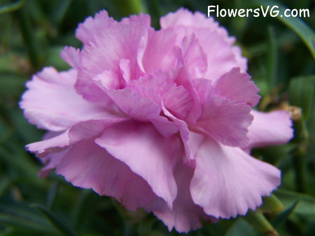 carnation flower Photo flowers_pics_4458.jpg