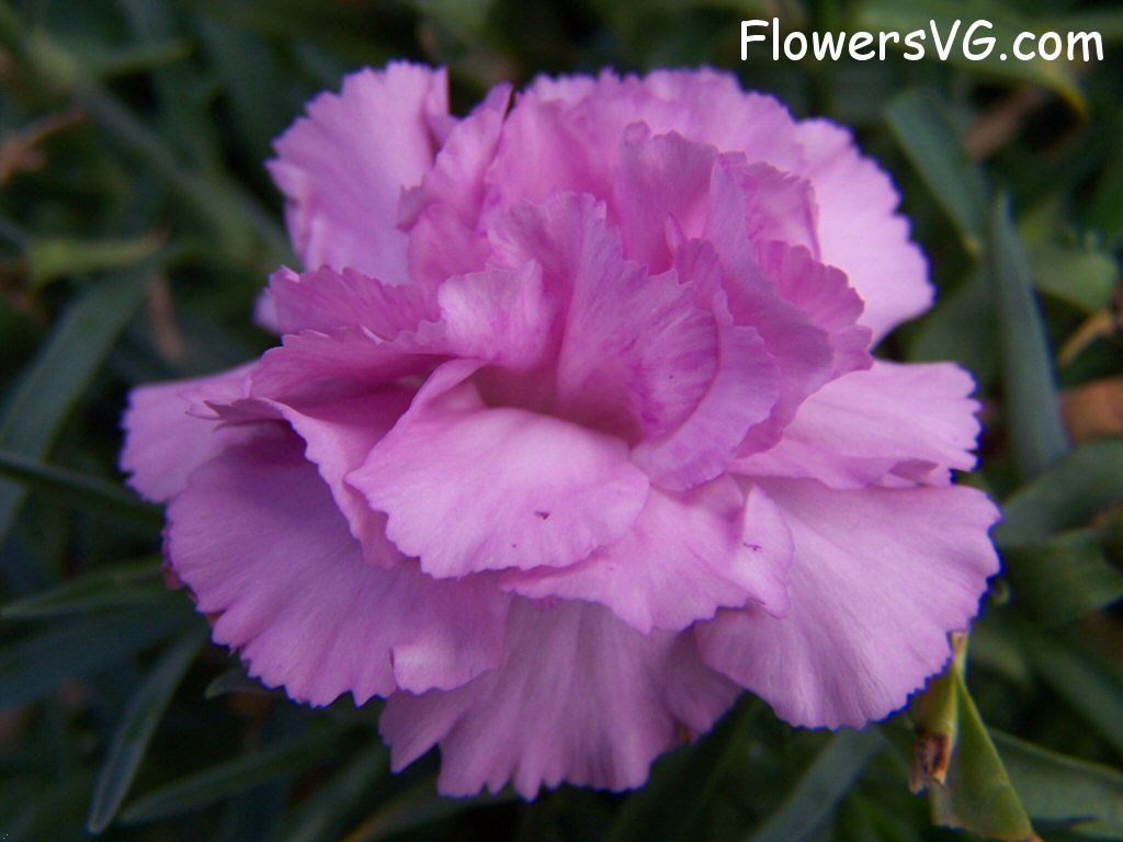 carnation flower Photo flowers_pics_4462.jpg