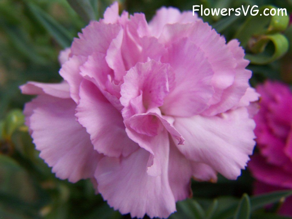 carnation flower Photo flowers_pics_4465.jpg