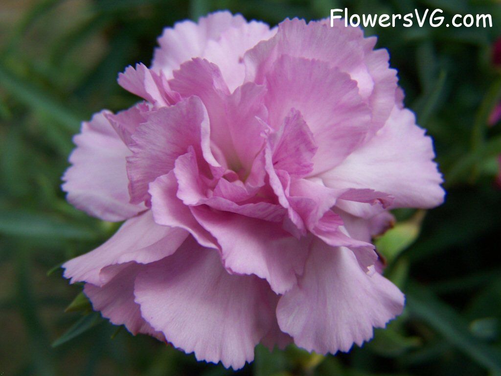 carnation flower Photo flowers_pics_4468.jpg
