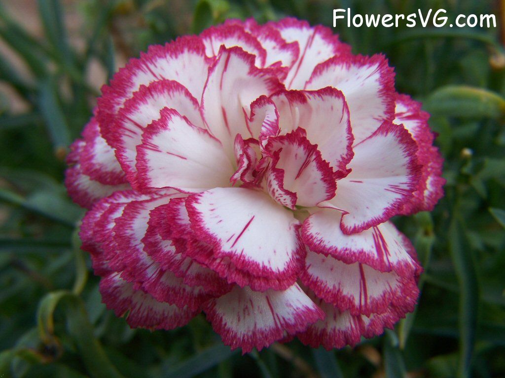 carnation flower Photo flowers_pics_4471.jpg