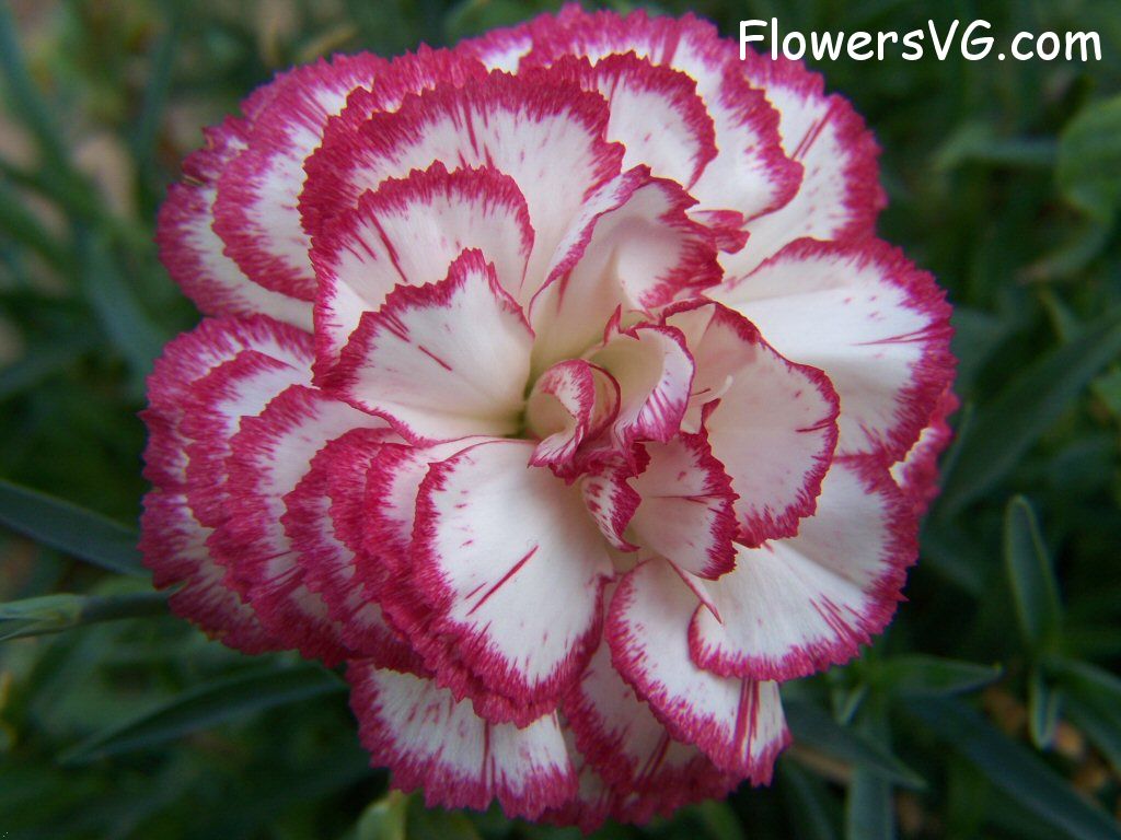 carnation flower Photo flowers_pics_4473.jpg