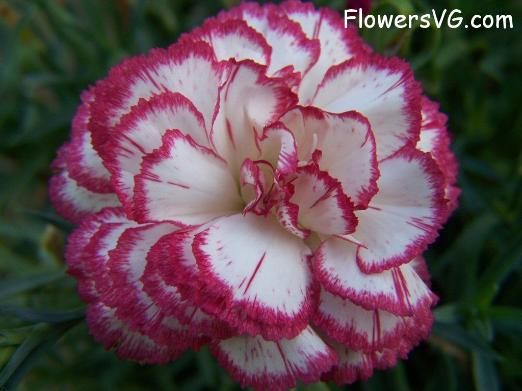 carnation flower Photo flowers_pics_4476.jpg