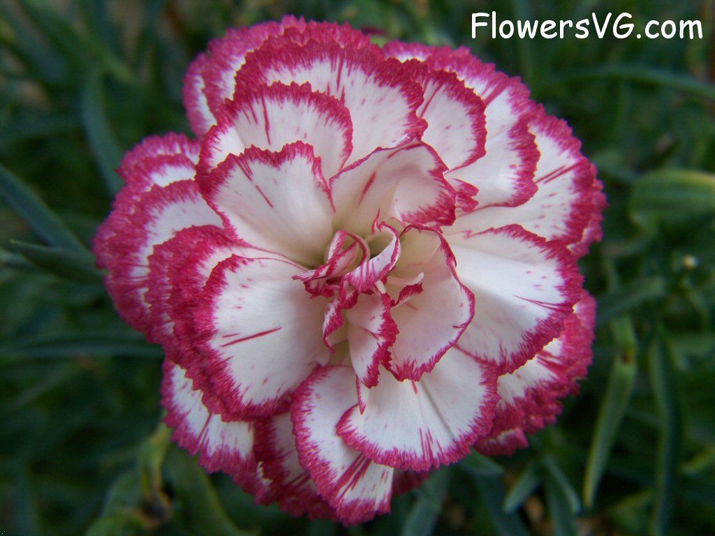 carnation flower Photo flowers_pics_4480.jpg